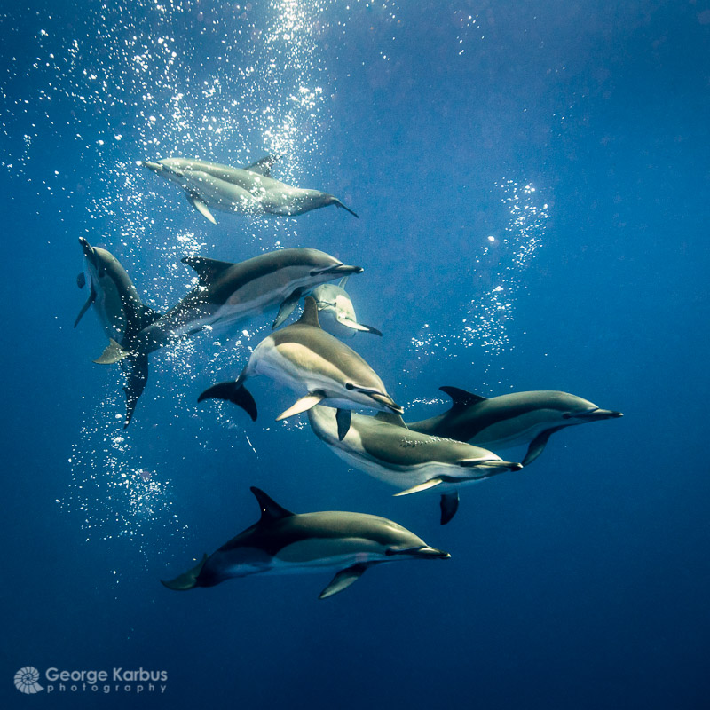 Gewöhnliche Delfine - Foto von George Karbus