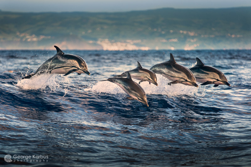 Streifendelfine - foto von George Karbus