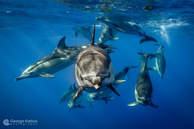 Gewöhnliche Delfine, foto von George Karbus