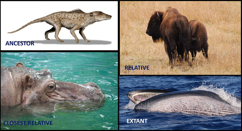 What are Cetaceans and where do they come from?