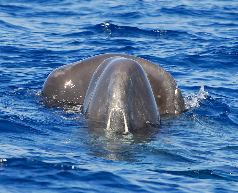 Sperm whales spyhopping - Photo by Justin Hart