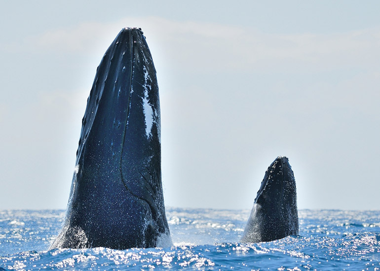 Mother and calf Humpback whale - Photo by Justin Hart