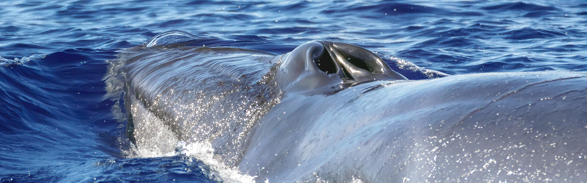 azores dolphin tours