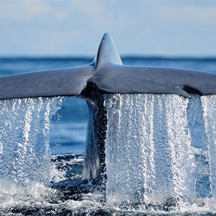 Pacchetto Migrazione della Balenottera azzurra
