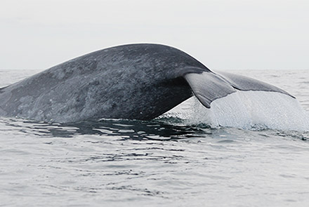 Blue whale migration programme