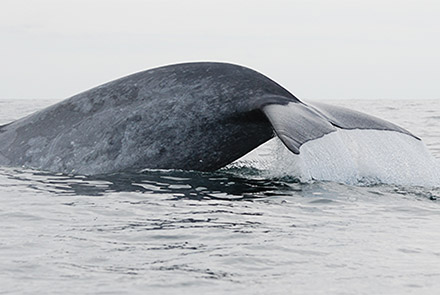 Sulla rotta della Balenottera azzurra