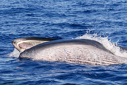 Giants of the Sea package in Pico, Azores