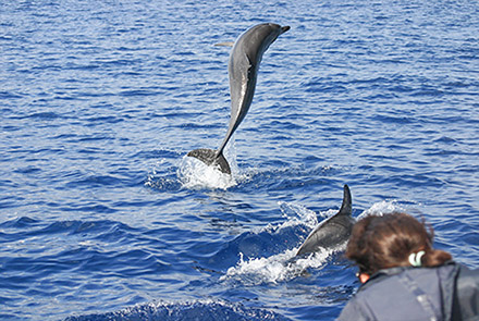 Pacchetto Balene e Delfini