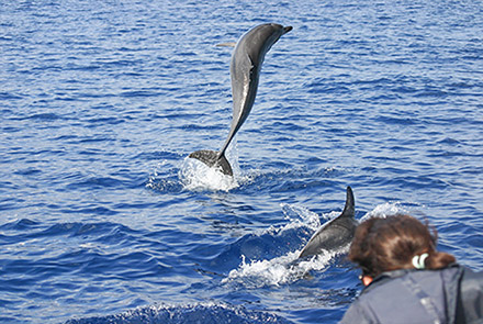 azores dolphin tours