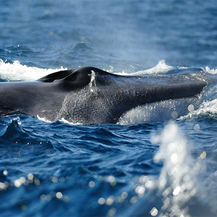 Pacchetto Giganti del Mare