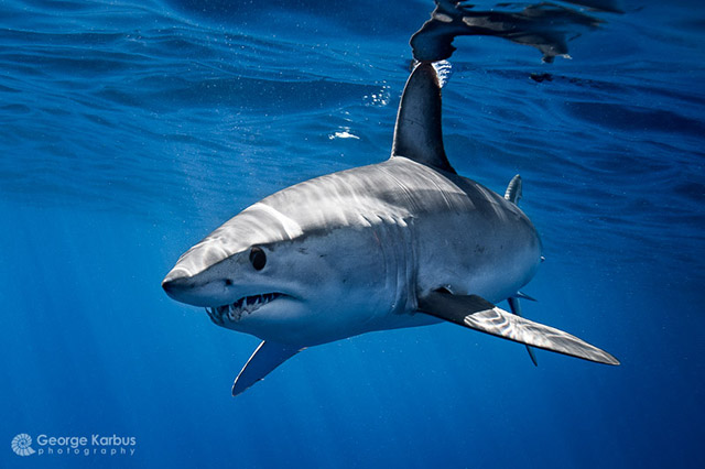 Mako (Isurus oxyrinchus) - Photo by George Karbus