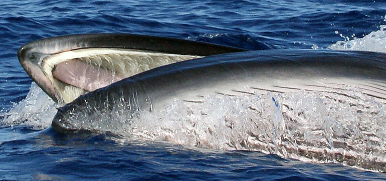 Baleen instead of teeth