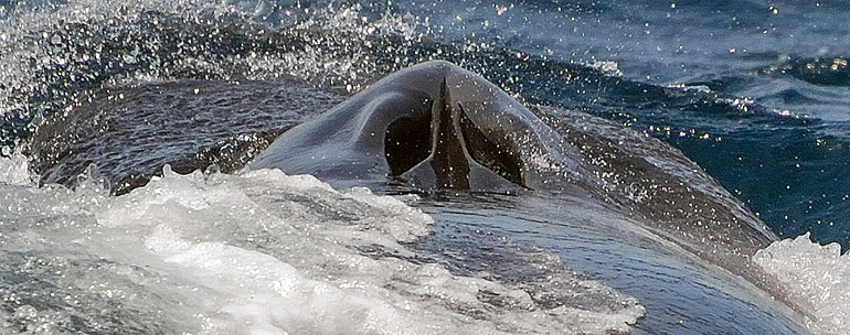 The 2 blowholes of a baleen whale