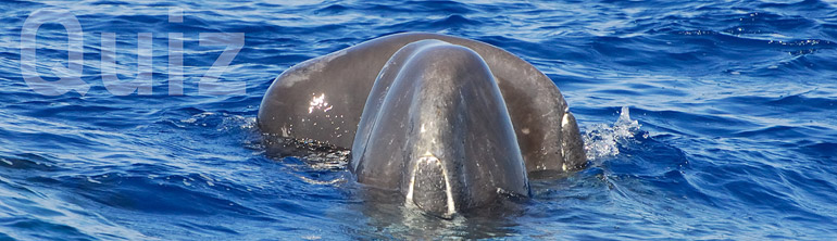 Test your knowledge on whales, dolphins and porpoises