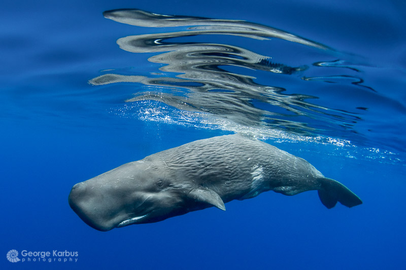 Sperm whale encounter - Photo by George Karbus