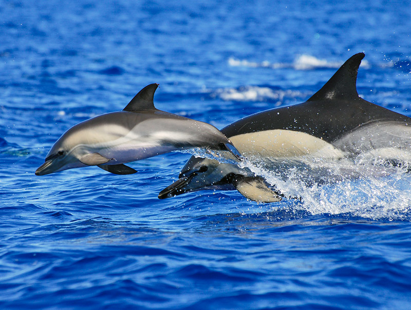 Mother and calf Common Dolphin - Photo by Justin Hart