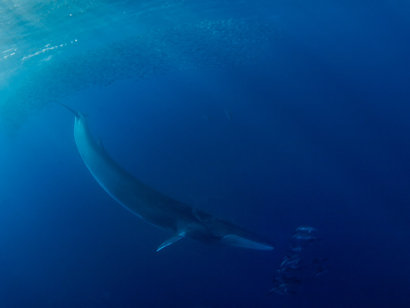 Fin whale, dolphins and bait ball - Photo by Jan Reyniers