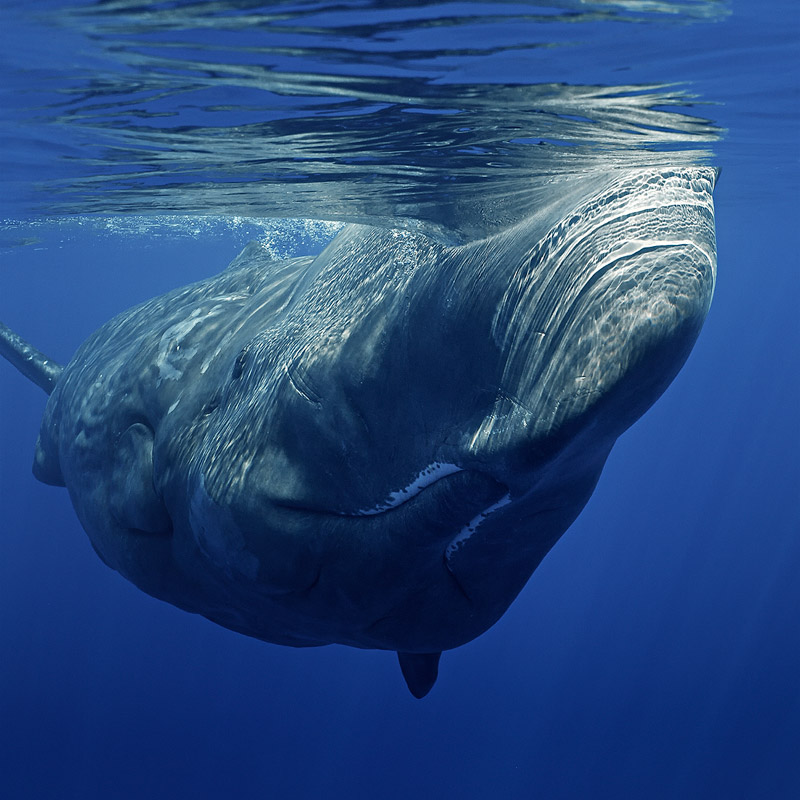 Sperm whale encounter - Photo by Jan Reyniers
