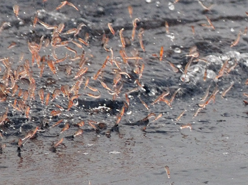 Krill springt aus dem Wasser, um dem Angriff eines Bartenwals zu entkommen - Foto von Justin Hart