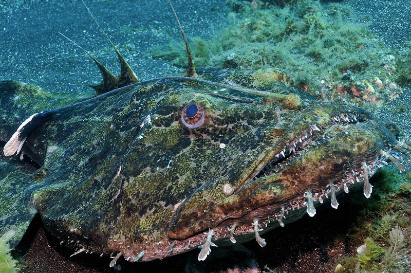 Monkfish - Photo by Justin Hart