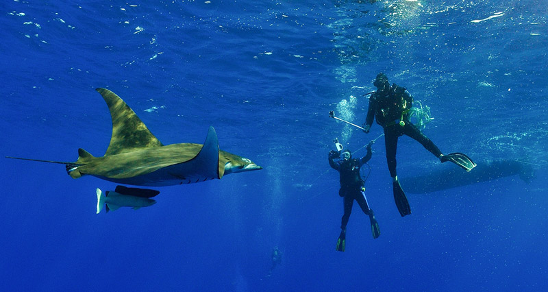 Snorkelling with mobulas at Princess Alice