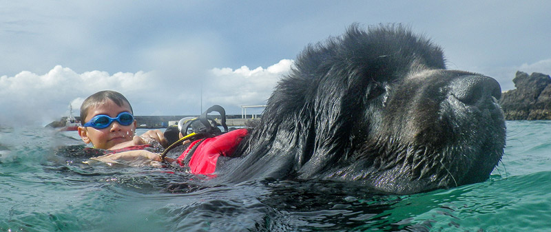 Coda the Newfie with Nilo the kid