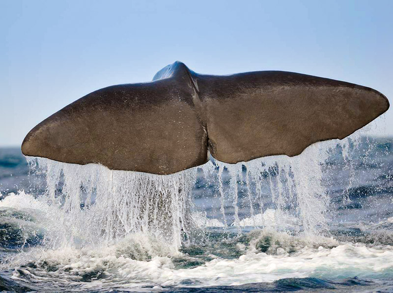 Sperm whale fluking up - Photo by Justin Hart