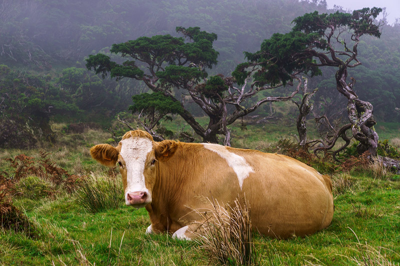 Highlander Cow - Photo by Enrico Villa