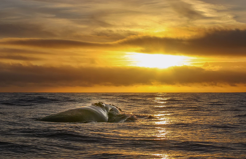 Straordinario avvistamento di una Balena franca nordatlantica - Foto di Enrico Villa