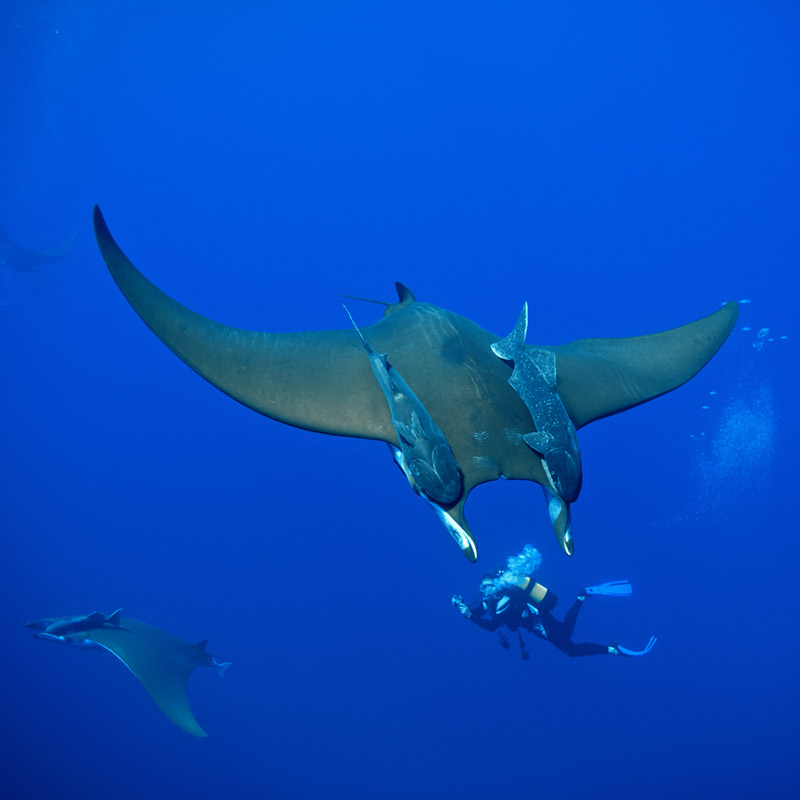 Le Mobule di Princess Alice - Foto di Jan Reyniers