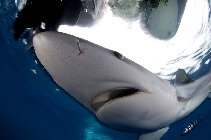 Shark Diving Pico - Photo by Jan Reyniers