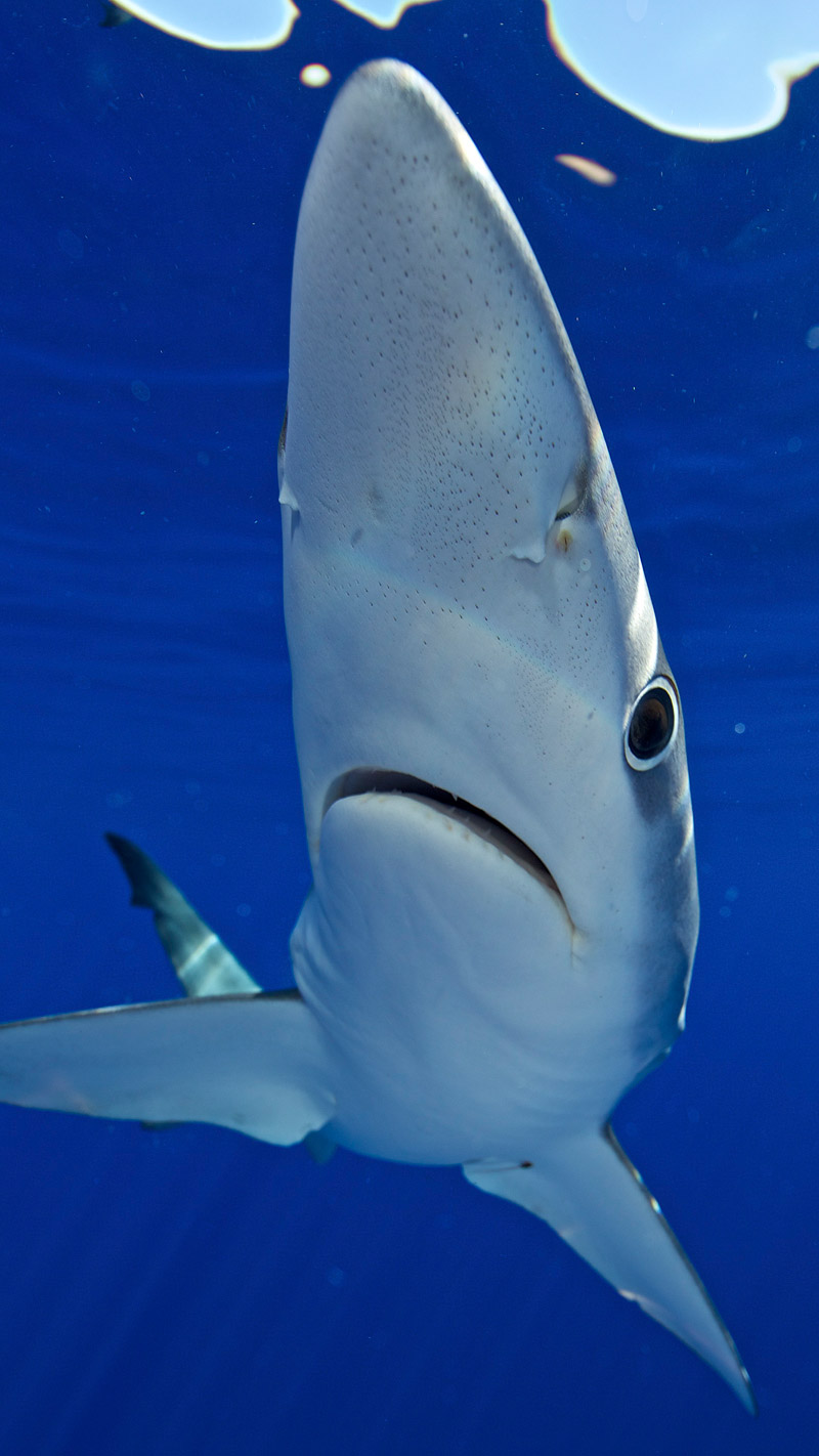 Blue Water Diving con gli squali - Foto di Jan Reyniers