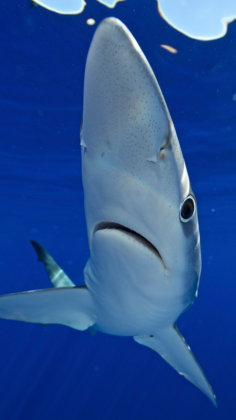 Blue Water Diving with Sharks - Photo by Jan Reyniers