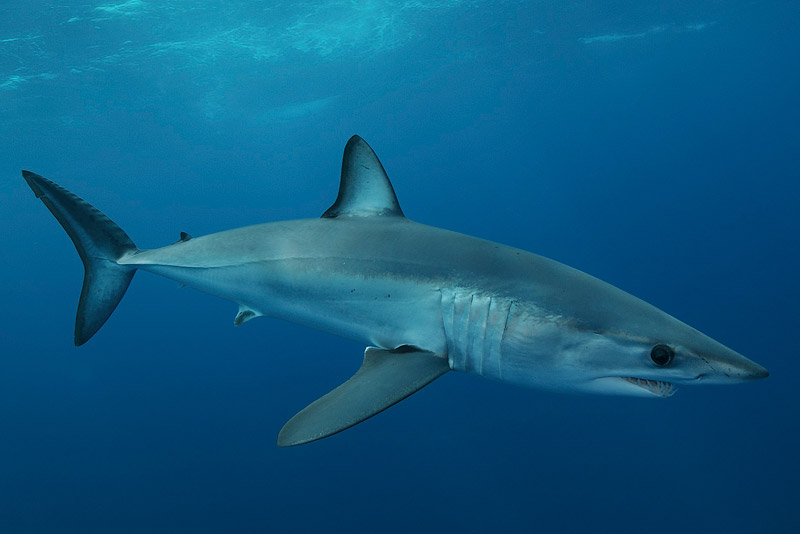 Mako off Pico Island - Photo by Jan Reyniers