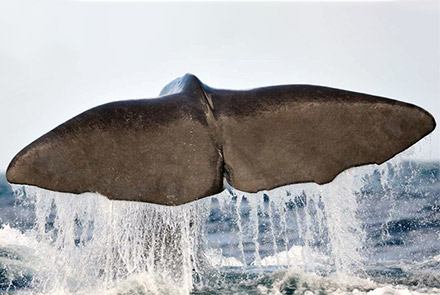 Whale Watching a Pico, Azzorre