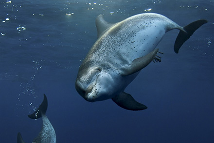 Schwimmen mit Delfinen