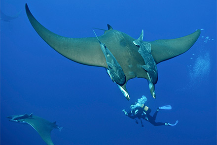 Scuba Diving Cw Azores